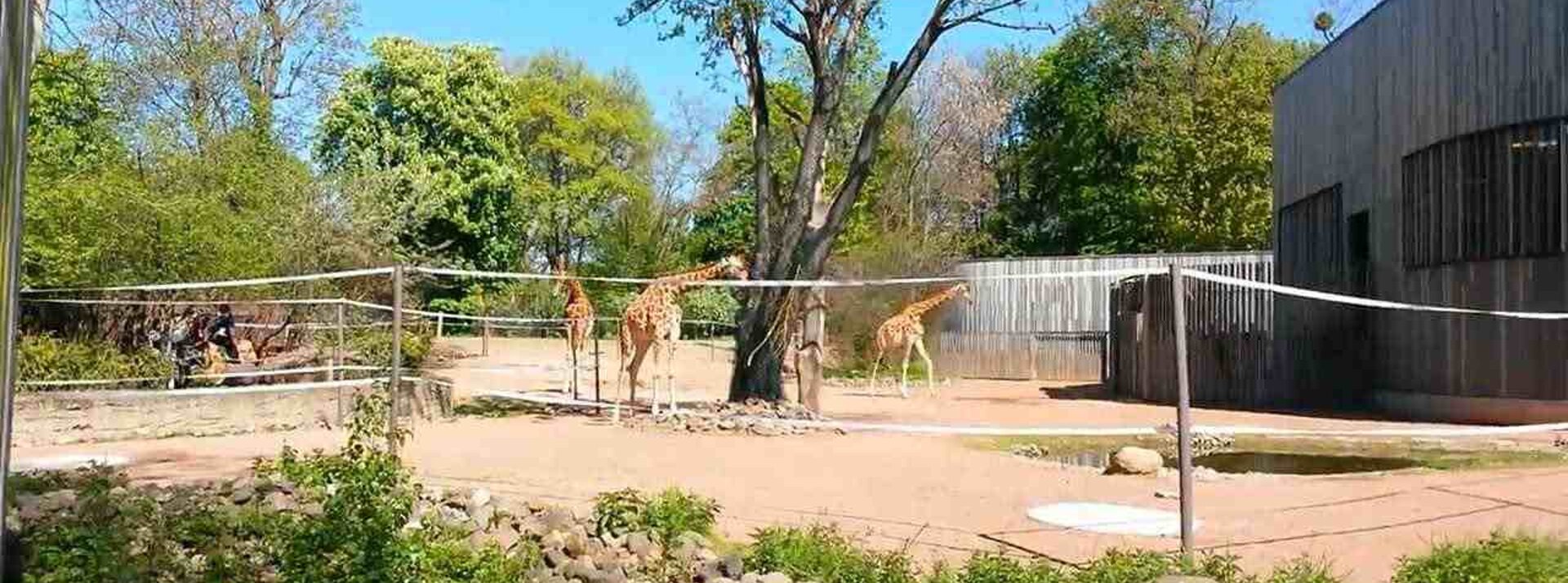 Zoo Dresden, Quelle: Reisebüro kugeleis reisen