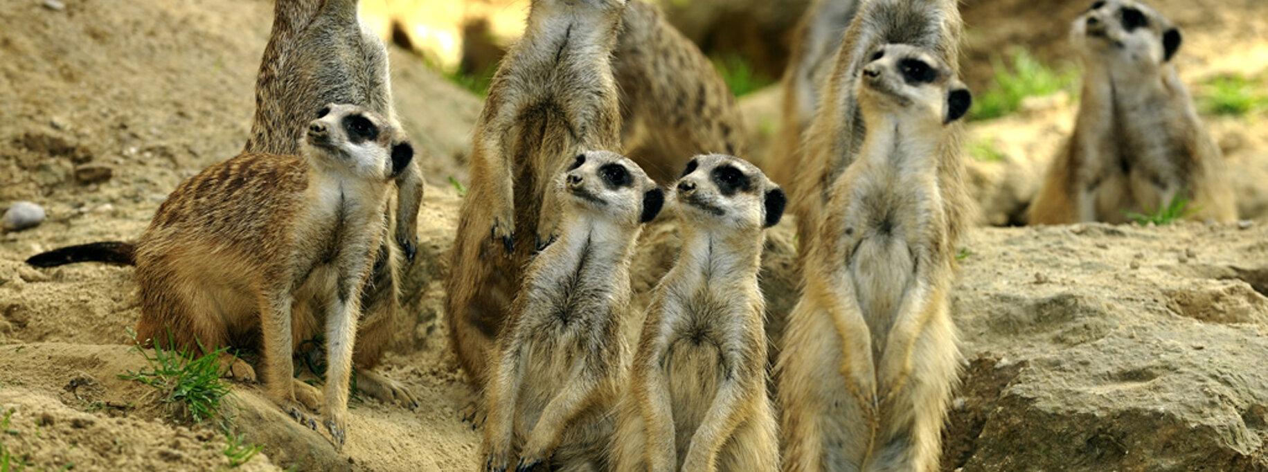 Kölner Zoo, Quelle: www.koelnerzoo.de
